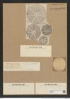 Asteromphalus hepactis (Breb.) Ralfs. (de-Toni-Nr.: Genus 236, Species 5701) Zeichnungen Sammlung Grunow Nr. 9706 (NHMW-BOT-W0379647)